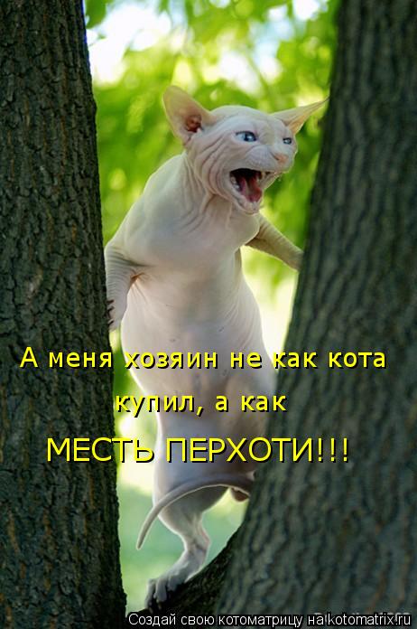 А меня хозяин не как кота купил, а как МЕСТЬ ПЕРХОТИ!!!... Котоматрица: А меня хозяин не как кота купил, а как МЕСТЬ ПЕРХОТИ!!!