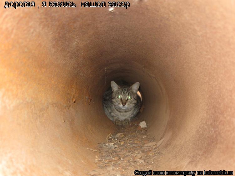 Котоматрица: дорогая , я кажись  нашол засор дорогая , я кажись  нашол засор