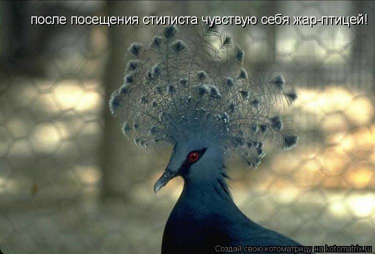 Котоматрица: после посещения стилиста чувствую себя жар-птицей!