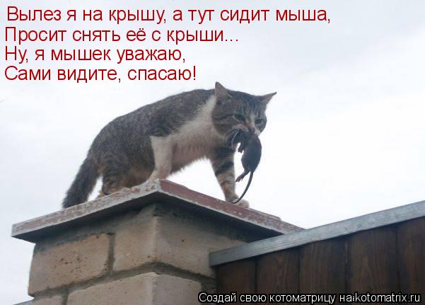 Вылез я на крышу, а тут сидит мыша, Просит снять её с крыши... Ну, я мышек уважаю, Сами видите, спас... Котоматрица: Вылез я на крышу, а тут сидит мыша, Просит снять её с крыши... Ну, я мышек уважаю, Сами видите, спасаю!