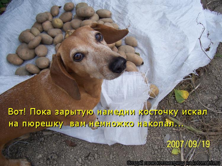 Вот! Пока зарытую намедни косточку искал на пюрешку вам немножко накопал...... Котоматрица: Вот! Пока зарытую намедни косточку искал на пюрешку вам немножко накопал...