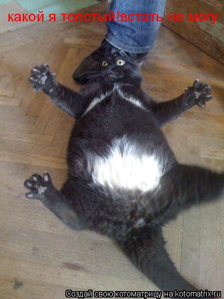 Котоматрица: какой я толстый!встать не могу