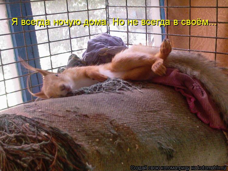 Котоматрица: Я всегда ночую дома. Но не всегда в своём...