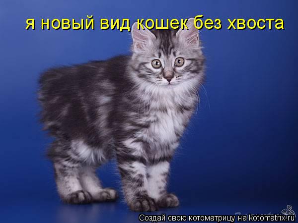 Котоматрица: я новый вид кошек без хвоста