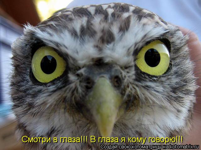 Котоматрица: Смотри в глаза!!! В глаза я кому говорю!!!