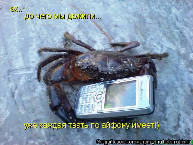 Котоматрица: эх.. до чего мы дожили... уже каждая твать по айфону имеет!)