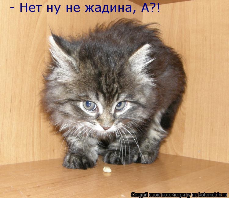 Котоматрица: - Нет ну не жадина, А?!