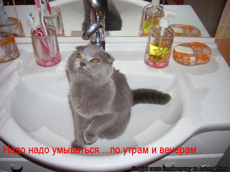 Котоматрица: Надо надо умываться....по утрам и вечерам..