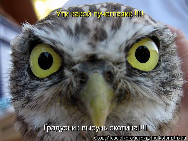 Котоматрица: Ути какой пучеглазик !!!! Градусник высунь скотина!!!!
