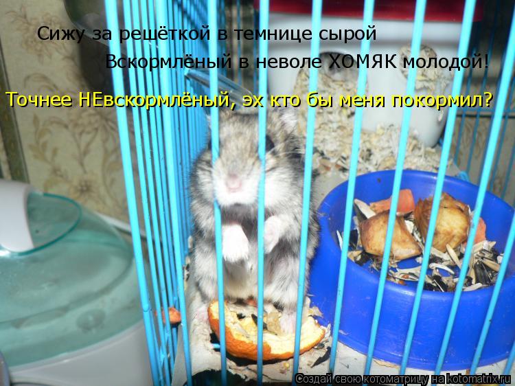 Котоматрица: Сижу за решёткой в темнице сырой  Вскормлёный в неволе ХОМЯК молодой! Точнее НЕвскормлёный, эх кто бы меня покормил?