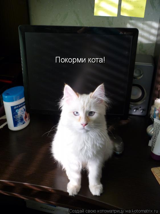 Котоматрица: Покорми кота!