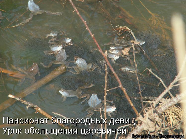 Пансионат благородных девиц. Урок обольщения царевичей!... Котоматрица: Пансионат благородных девиц. Урок обольщения царевичей!