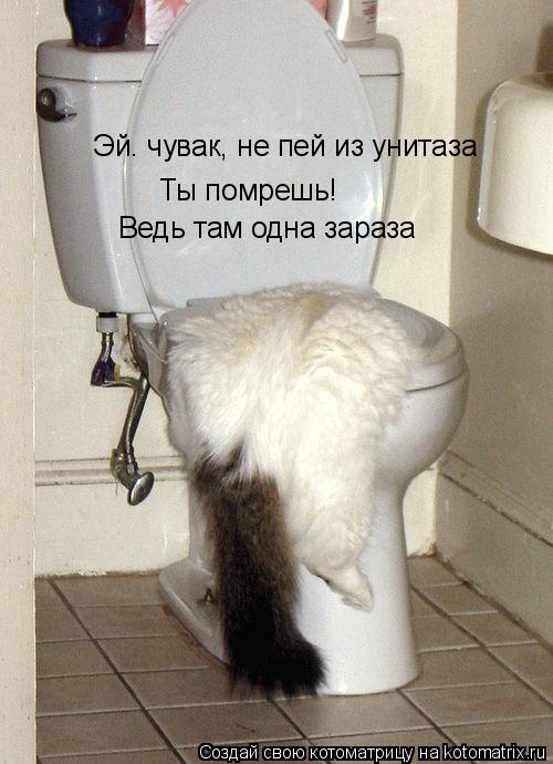 Эй. чувак, не пей из унитаза Ты помрешь! Ведь там одна зараза... Котоматрица: Эй. чувак, не пей из унитаза Ты помрешь! Ведь там одна зараза