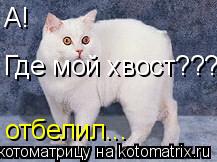 А! Где мой хвост??? отбелил...... Котоматрица: А! Где мой хвост??? отбелил...