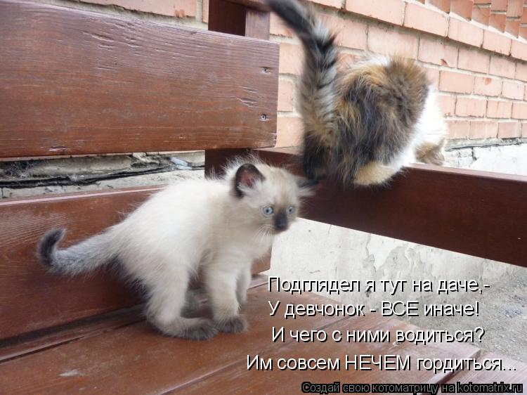 Подглядел я тут на даче,- У девчонок - ВСЕ иначе! И чего с ними водиться? Им совсем НЕЧЕМ гордиться..... Котоматрица: Подглядел я тут на даче,- У девчонок - ВСЕ иначе! И чего с ними водиться? Им совсем НЕЧЕМ гордиться...