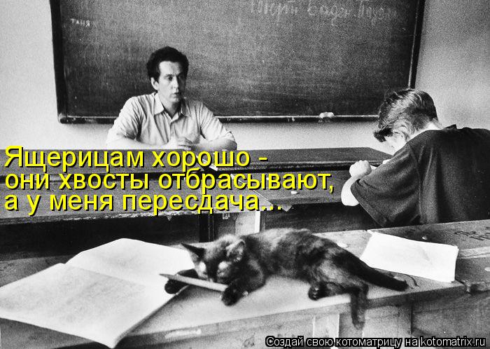 Ящерицам хорошо - они хвосты отбрасывают, а у меня пересдача...... Котоматрица: Ящерицам хорошо - они хвосты отбрасывают, а у меня пересдача...