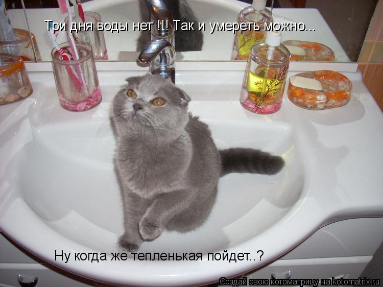 Три дня воды нет !!! Так и умереть можно... Ну когда же тепленькая пойдет..?... Котоматрица: Три дня воды нет !!! Так и умереть можно... Ну когда же тепленькая пойдет..?