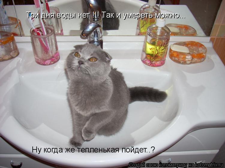 Котоматрица: Три дня воды нет !!! Так и умереть можно... Ну когда же тепленькая пойдет..?