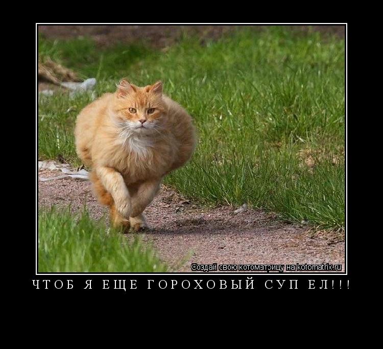 ЧТОБ Я ЕЩЕ ГОРОХОВЫЙ СУП ЕЛ!!! ... Котоматрица: ЧТОБ Я ЕЩЕ ГОРОХОВЫЙ СУП ЕЛ!!!
