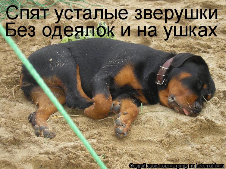 Спят усталые зверушки Без одеялок и на ушках... Котоматрица: Спят усталые зверушки Без одеялок и на ушках