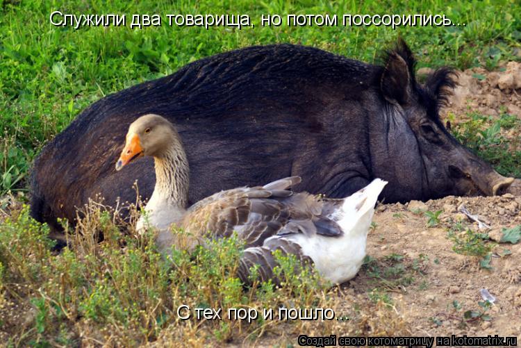Котоматрица: С тех пор и пошло... Служили два товарища, но потом поссорились...