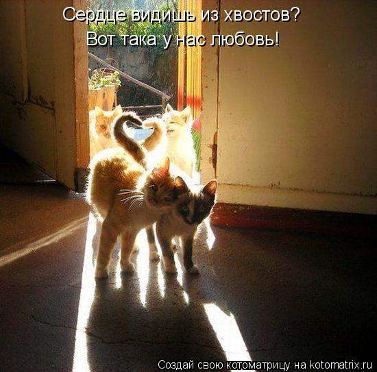 Сердце видишь из хвостов? Вот така у нас любовь!... Котоматрица: Сердце видишь из хвостов? Вот така у нас любовь!