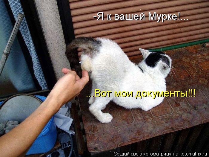 -Я к вашей Мурке!... ...Вот мои документы!!!... Котоматрица: -Я к вашей Мурке!... ...Вот мои документы!!!