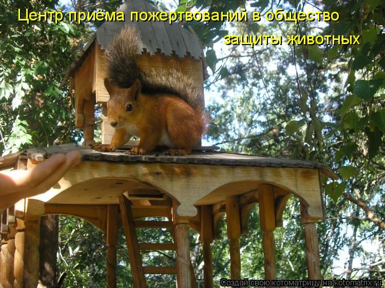 Котоматрица: Центр приёма пожертвований в общество защиты животных