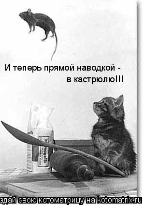 Котоматрица: И теперь прямой наводкой - в кастрюлю!!!