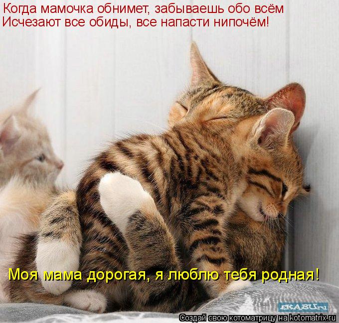 Котоматрица: Когда мамочка обнимет, забываешь обо всём Исчезают все обиды, все напасти нипочём! Моя мама дорогая, я люблю тебя родная!
