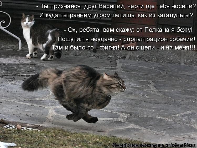И куда ты ранним утром летишь, как из катапульты? - Ох, ребята, вам скажу: от Полкана я бежу! Пошутил... Котоматрица: И куда ты ранним утром летишь, как из катапульты? - Ох, ребята, вам скажу: от Полкана я бежу! Пошутил я неудачно - слопал рацион собачий! Там и б