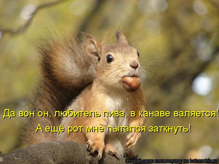 Котоматрица: Да вон он, любитель пива, в канаве валяется! А ещё рот мне пытался заткнуть!