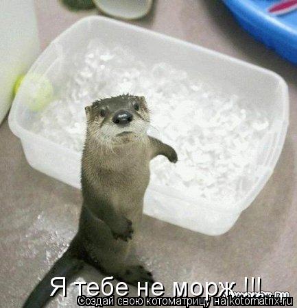 Котоматрица: Я тебе не морж !!!
