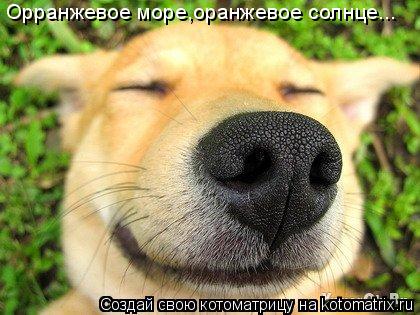 Котоматрица: Орранжевое море,оранжевое солнце...