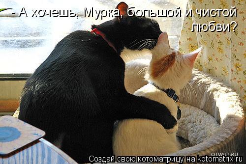 Котоматрица: - А хочешь, Мурка, большой и чистой  любви?