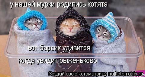 Котоматрица: у нашей мурки родились котята вот барсик удивится когда увидит рыженьково