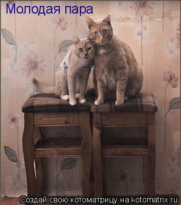 Котоматрица: Молодая пара