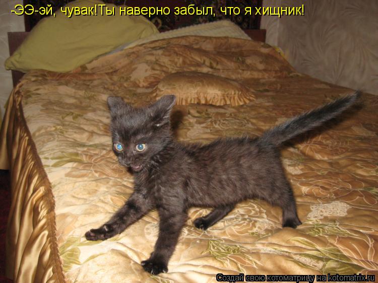 Котоматрица: -ЭЭ-эй, чувак!Ты наверно забыл, что я хищник!