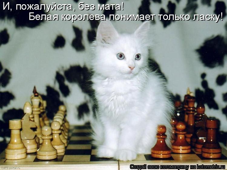 И, пожалуйста, без мата! Белая королева понимает только ласку!... Котоматрица: И, пожалуйста, без мата! Белая королева понимает только ласку!