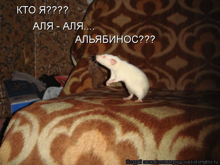 Котоматрица: КТО Я???? АЛЯ - АЛЯ.... АЛЬЯБИНОС???