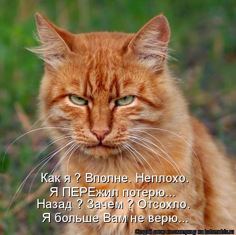 Как я ? Вполне. Неплохо. Я ПЕРЕжил потерю... Назад ? Зачем ? Отсохло. Я больше Вам не верю...... Котоматрица: Как я ? Вполне. Неплохо. Я ПЕРЕжил потерю... Назад ? Зачем ? Отсохло. Я больше Вам не верю...