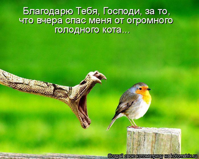 Котоматрица: Благодарю Тебя, Господи, за то, что вчера спас меня от огромного голодного кота...