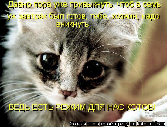 Котоматрица: Давно пора уже привыкнуть, чтоб в семь  уж завтрак был готов, тебе, хозяин, надо   вникнуть:  ВЕДЬ ЕСТЬ РЕЖИМ ДЛЯ НАС КОТОВ!