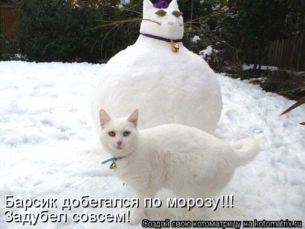 Барсик добегался по морозу!!! Задубел совсем!... Котоматрица: Барсик добегался по морозу!!! Задубел совсем!