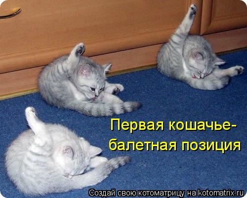 Котоматрица: Первая кошачье- балетная позиция