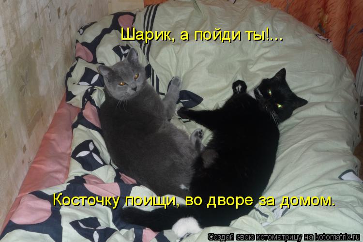 Котоматрица: Шарик, а пойди ты!... Косточку поищи, во дворе за домом.