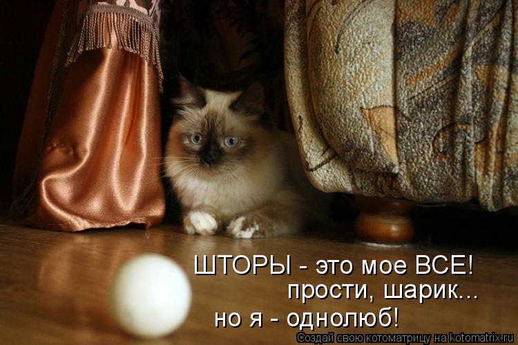 Котоматрица: прости, шарик... но я - однолюб! ШТОРЫ - это мое ВСЕ!