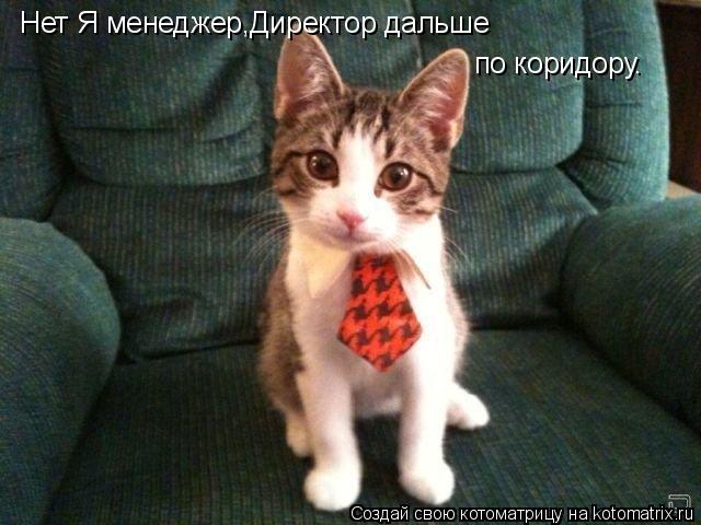 Нет Я менеджер,Директор дальше по коридору.... Котоматрица: Нет Я менеджер,Директор дальше по коридору.