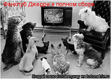 Котоматрица: Фанклуб Джерри в полном сборе