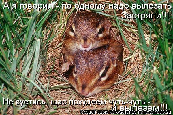 Котоматрица: А я говорил - по одному надо вылезать! Застряли!!! Не суетись, щас похудеем чуть-чуть -  и вылезем!!!